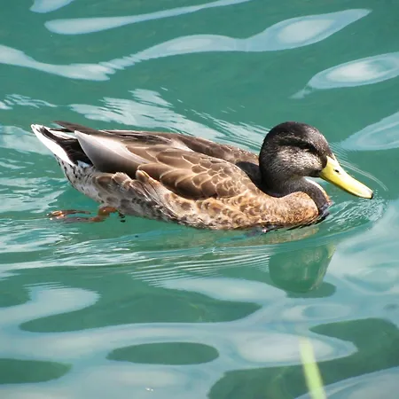Mitterer Weissensee