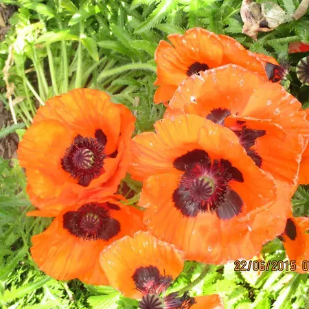 Mitterer 게스트하우스 바이센제