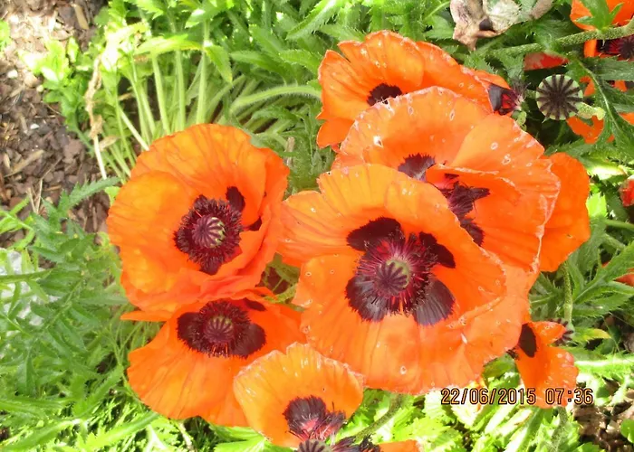 Mitterer Gasthuis Weissensee